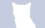 Facebook-Profile-Pictures-Kitten